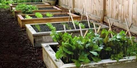 Sa čime saditi cveklu na jednoj gredici